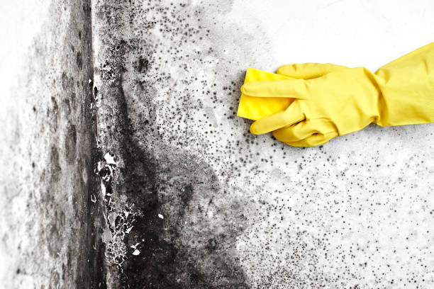 Best Post-Remediation Services in Pandora, OH