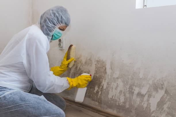 Best Black Mold Remediation in Pandora, OH