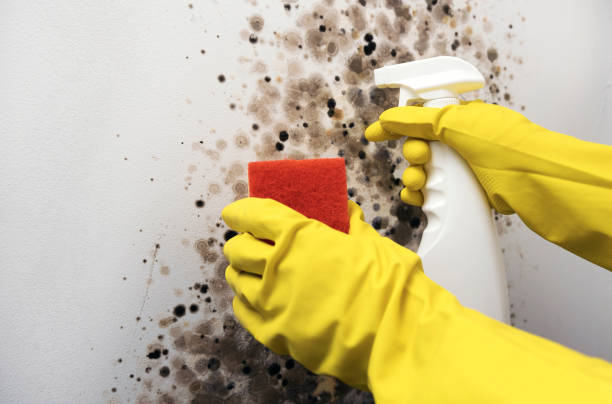 Professional Mold Remediation in Pandora, OH