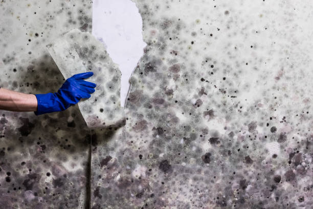 Best Residential Mold Remediation in Pandora, OH
