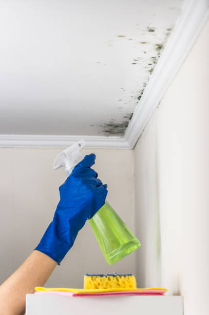 Best Mold Remediation for Specific Building Types in Pandora, OH